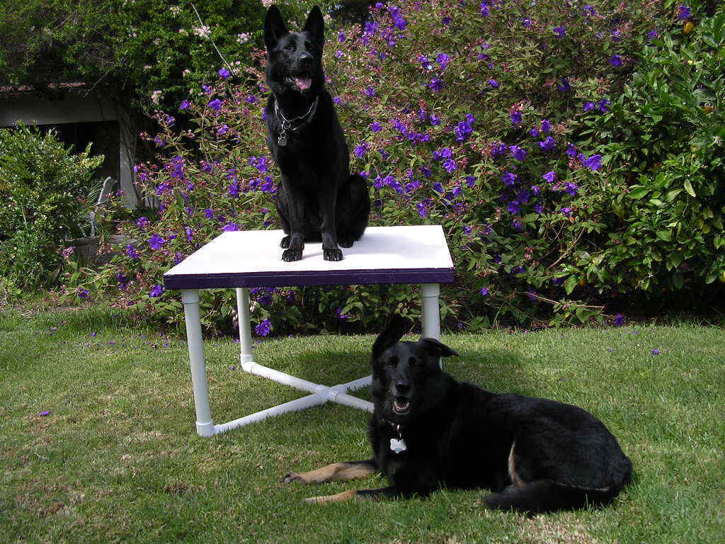 Dog Agility Equipment Pause Table (includes base & top)